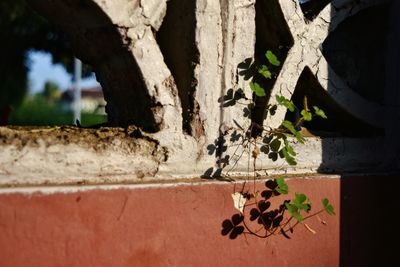 Close-up of ivy on tree
