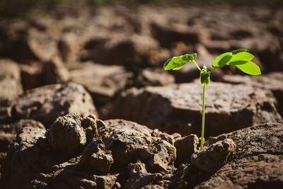 Close-up of plant growing on field