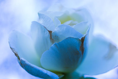 Close-up of purple flowering plant