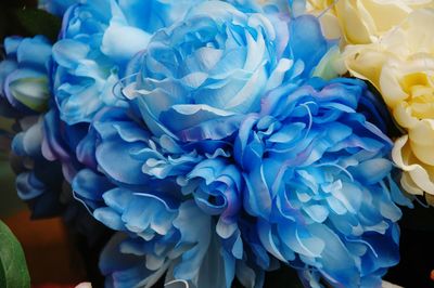 Close-up of blue rose