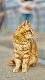 Cat looking away while sitting on footpath