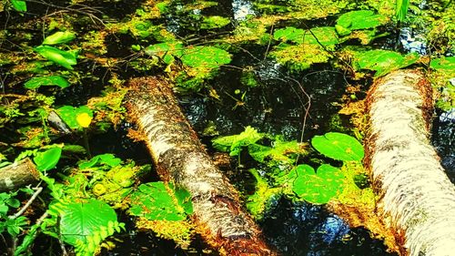 Close-up of moss growing on tree trunk