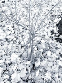 Full frame shot of snow covered plant