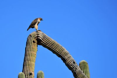 Low angle view of bird perching against clear blue sky