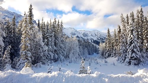 Snow covered plants and trees against sky