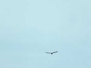 Low angle view of eagle flying against clear sky