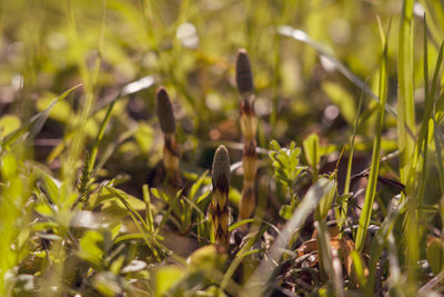 Close-up of plants growing on field