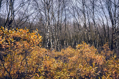 Plants growing on field during autumn