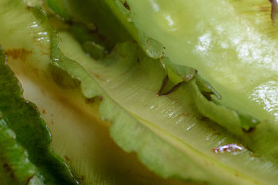 Close-up of lemon