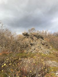 Plants growing on land against sky