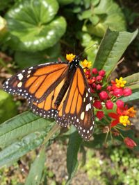 Close-up of butterfly on flower