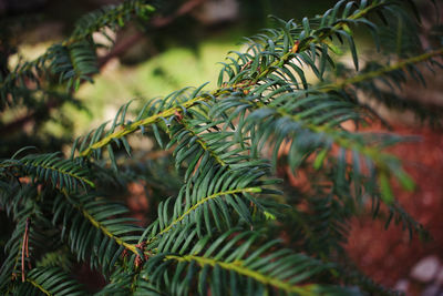 Close-up of palm tree