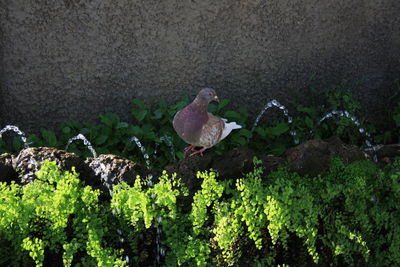 Bird perching on a tree