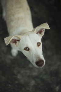 Close-up portrait of dog