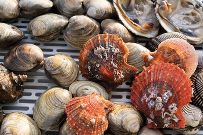 cockle