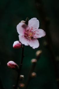Close-up of pink flower buds