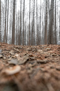 Surface level of trees in forest