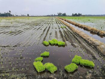 Paddy field in sekinchan, selangor