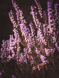 Heather close up