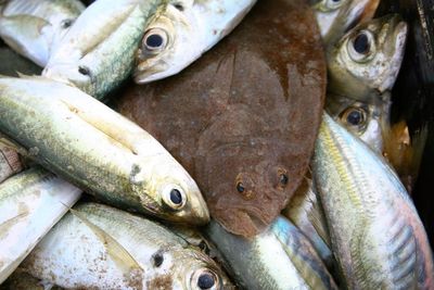 Heap of fish in container at market