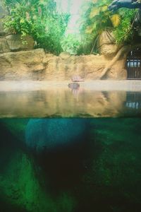 Reflection of trees in water