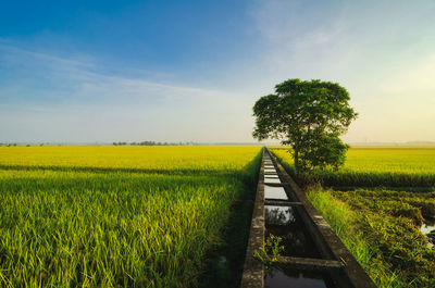 Scenic view of agricultural field against sky