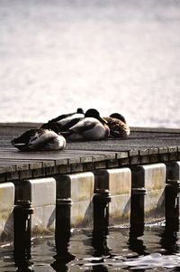 Man lying on pier over sea