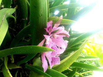 Close-up of flowers