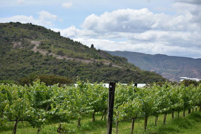 Scenic view of vineyard against sky