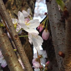 Close-up of white flowers on tree