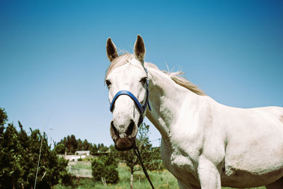 Horse against clear blue sky
