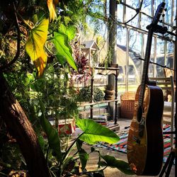 Trees and plants seen through window