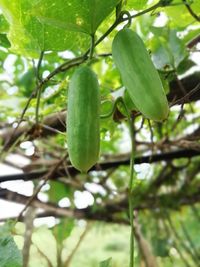 Close-up of fresh green plant