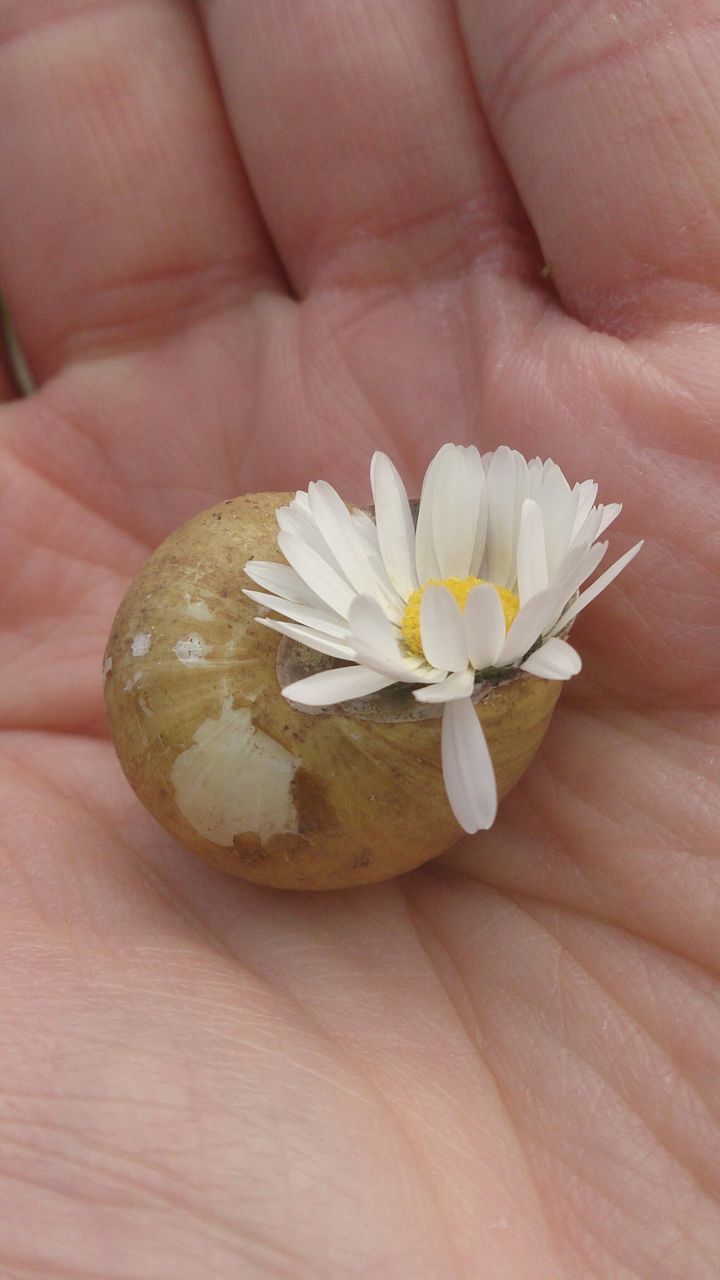 flower, petal, person, freshness, flower head, fragility, single flower, part of, holding, close-up, cropped, white color, human finger, pollen, high angle view, beauty in nature, stamen