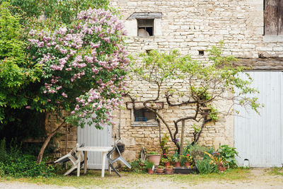 Scenic view of a table and chairs under a blossom tree in a backyard.