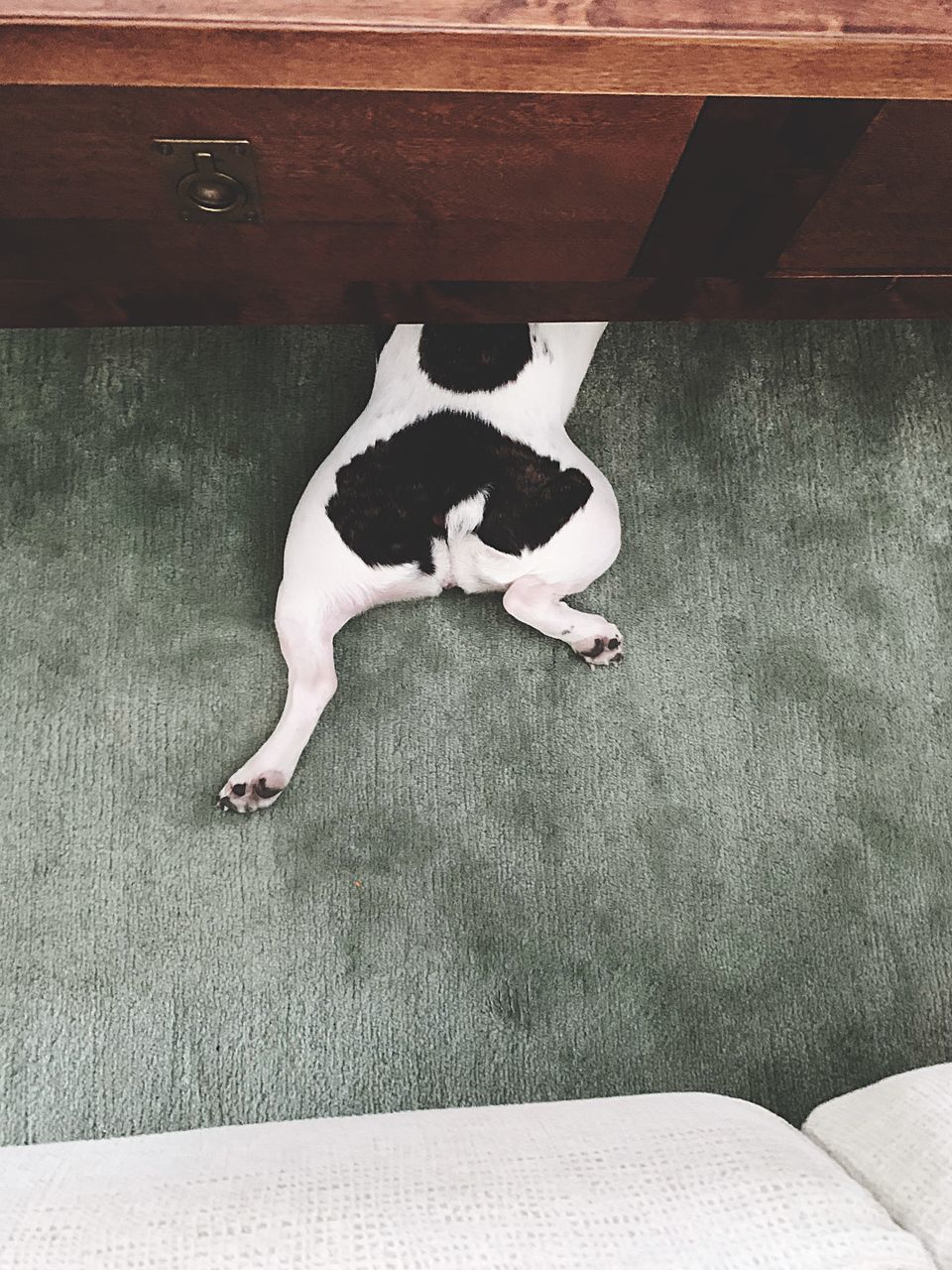 HIGH ANGLE VIEW OF A DOG ON SOFA