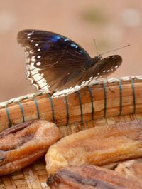 Close-up of butterfly