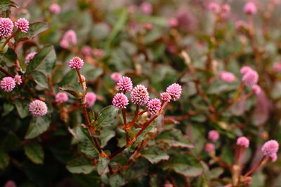 Close-up of pink flowering plant