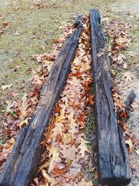 High angle view of dry leaves on wood in forest