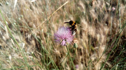 Close-up of bee pollinating on purple flower