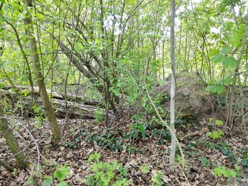 View of trees in forest