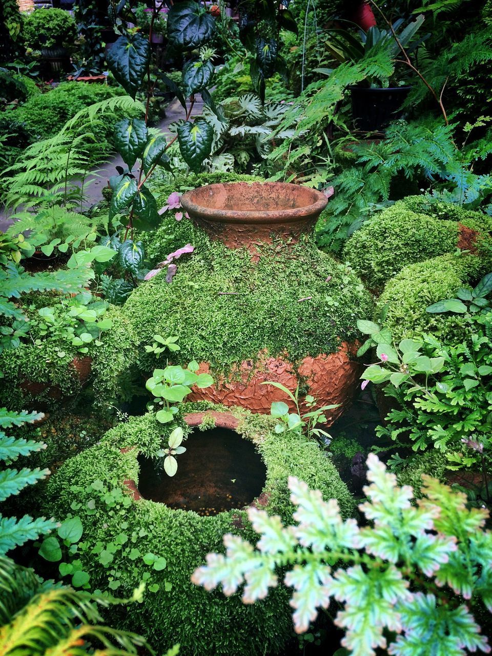 POTTED PLANT IN BACKYARD