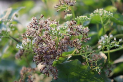 Close-up of purple flowering plant