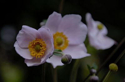 Close-up of white flowering plant