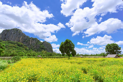 Scenic view of field against sky