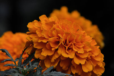 Close-up of marigold blooming outdoors