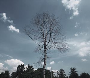 Low angle view of bare tree against sky