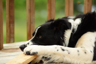 Close-up of dog