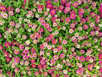 High angle view of pink flowering plants