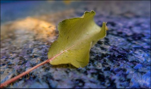 Close-up of green leaf in water